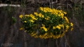 102_Biebrza - kwiecien 2011